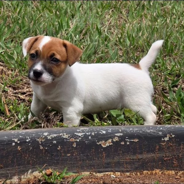 Jack Russell cuccioli maschio e femmina | Foto 0