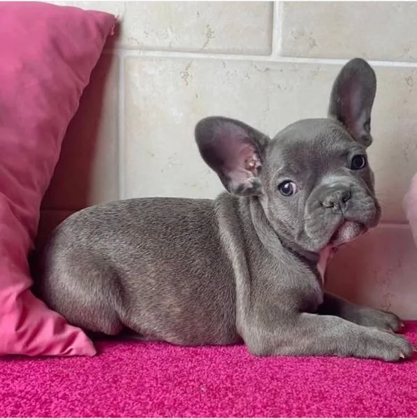  Bulldog Francese cuccioli maschio e femmina