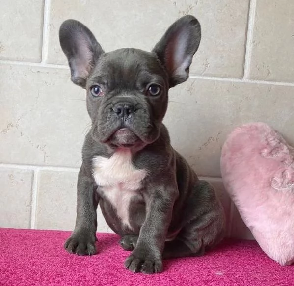  Bulldog Francese cuccioli maschio e femmina | Foto 0
