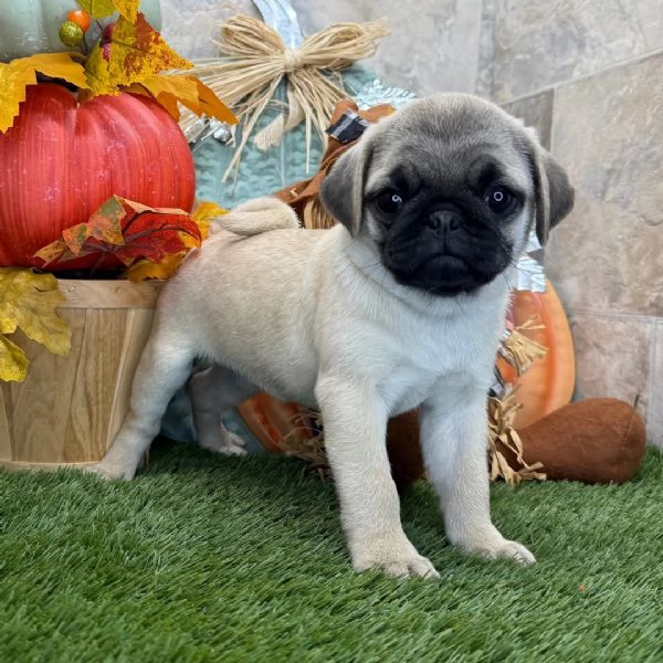 Carlino Pug cuccioli maschio e femmina
