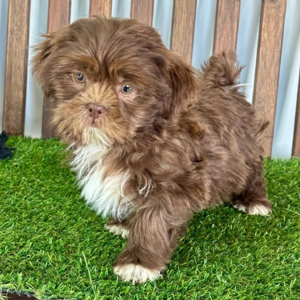 ShihTzu Mini Toy cuccioli maschio e femmina