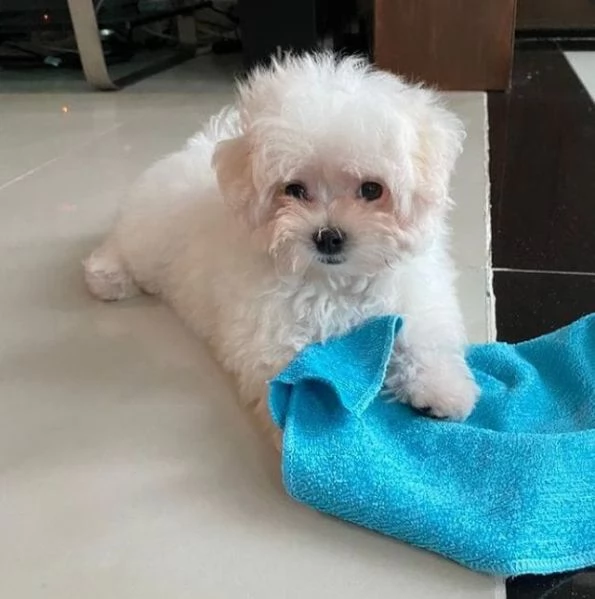 Maltese Toy cuccioli maschio e femmina | Foto 1