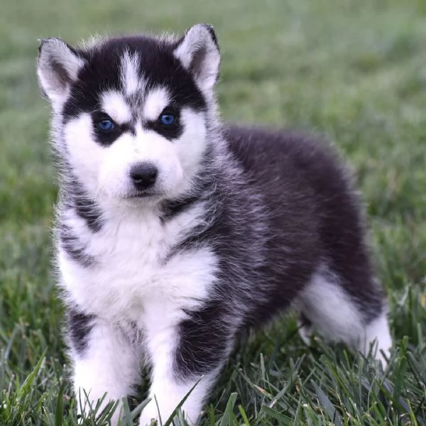 Siberian husky cuccioli maschio e femmina | Foto 0
