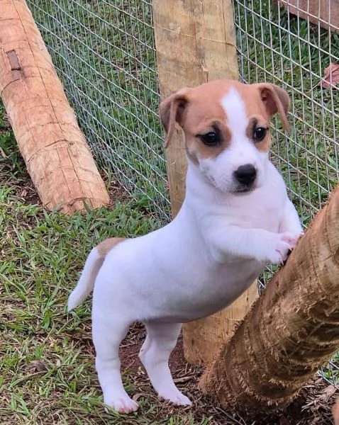 Jack Russell cuccioli maschio e femmina