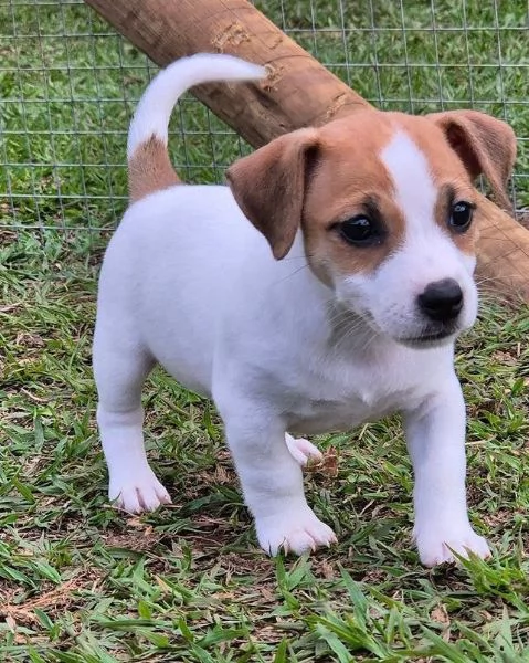 Jack Russell cuccioli maschio e femmina | Foto 0