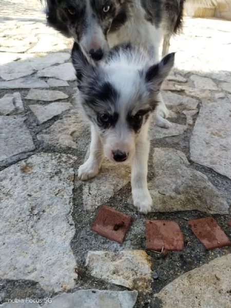 Border collie  | Foto 4