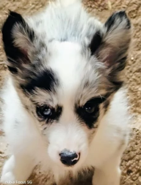 Border collie  | Foto 3