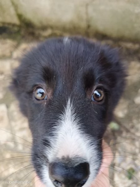 Border collie  | Foto 1