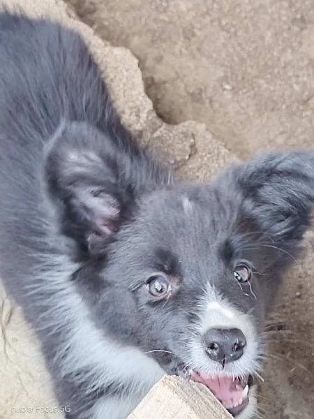 Border collie  | Foto 0
