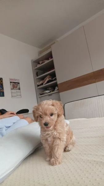 Maltipoo dolcissimo nato il 27 062025