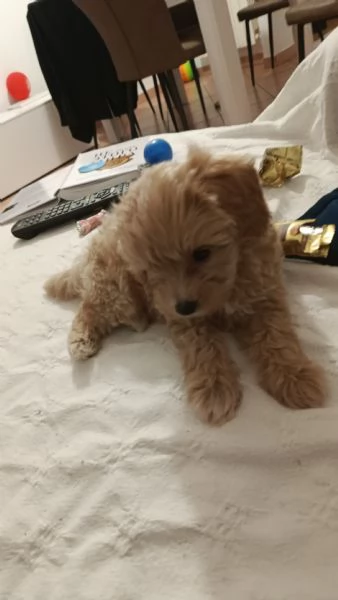 Maltipoo dolcissimo nato il 27 062025 | Foto 3