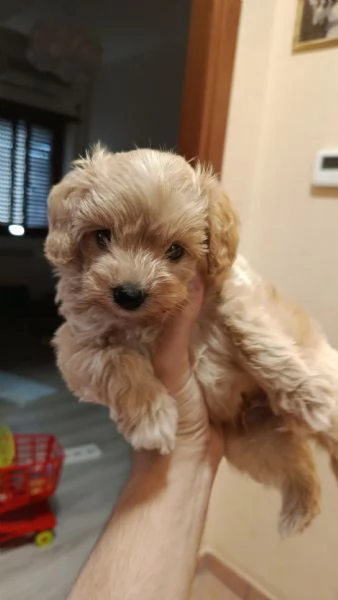 Maltipoo dolcissimo nato il 27 062025 | Foto 2