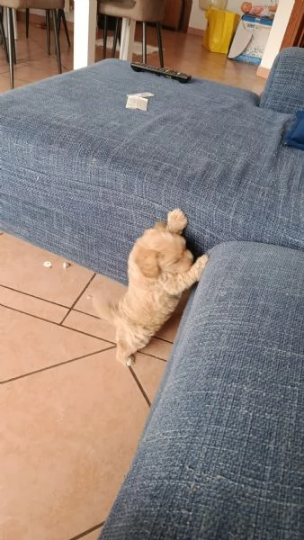 Maltipoo dolcissimo nato il 27 062025 | Foto 1