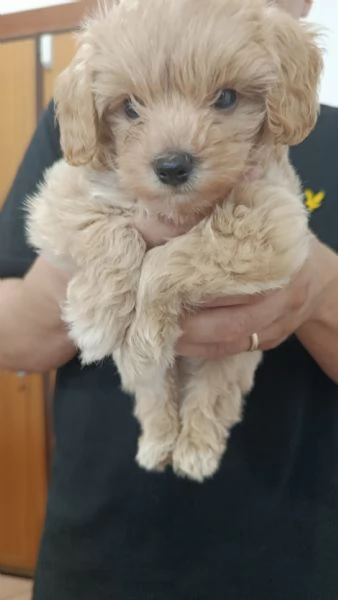 Maltipoo dolcissimo nato il 27 062025 | Foto 0