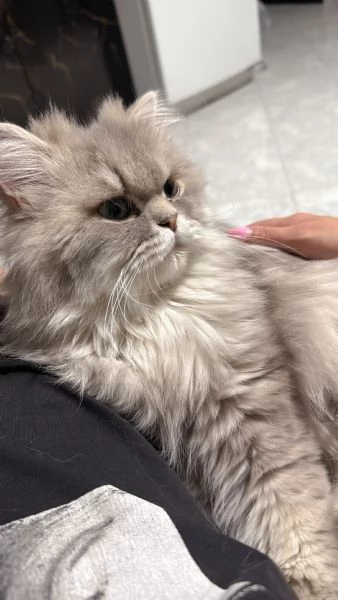 Gatto persiano chinchilla | Foto 2