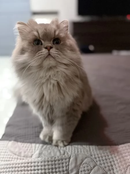 Gatto persiano chinchilla | Foto 1