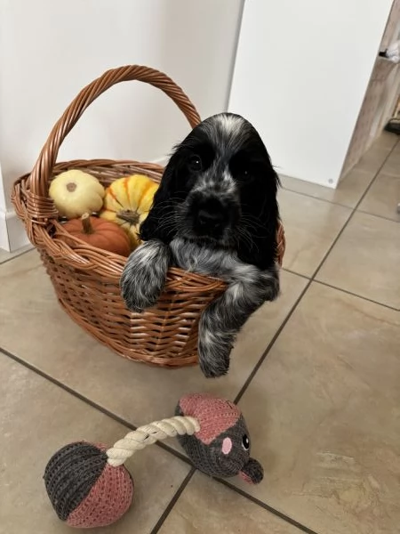 Stupenda cucciolata nata in casa con amore | Foto 6