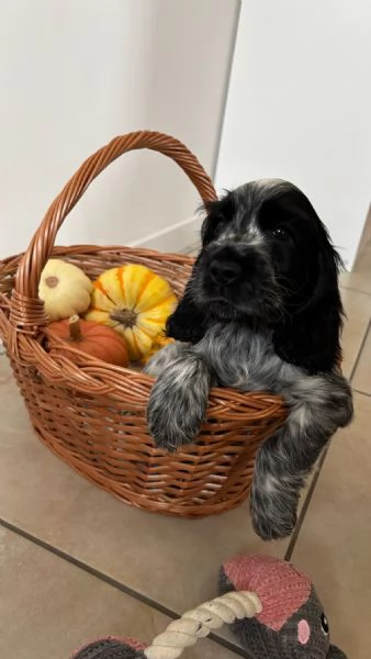 Stupenda cucciolata nata in casa con amore | Foto 5