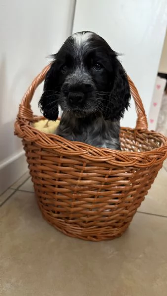 Stupenda cucciolata nata in casa con amore | Foto 4