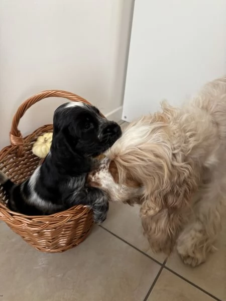 Stupenda cucciolata nata in casa con amore | Foto 3