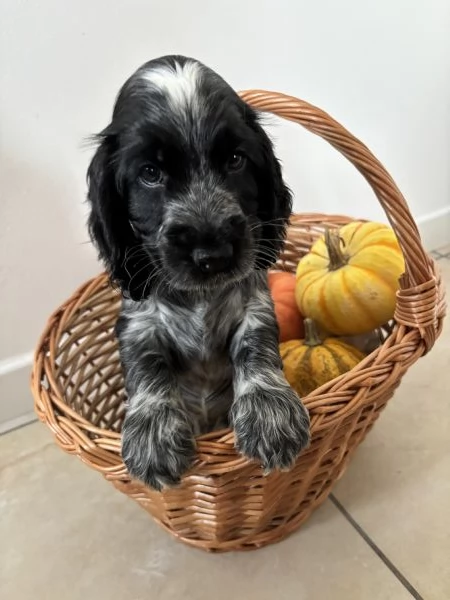 Stupenda cucciolata nata in casa con amore
