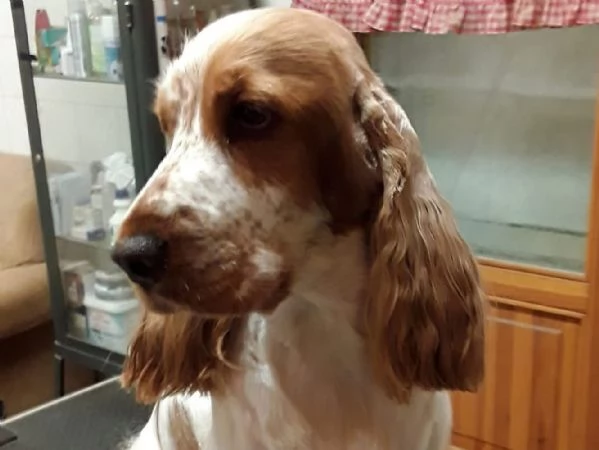 Stupenda cucciolata nata in casa con amore | Foto 2