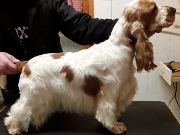 Stupenda cucciolata nata in casa con amore | Foto 1