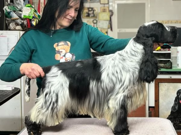 Stupenda cucciolata nata in casa con amore | Foto 0