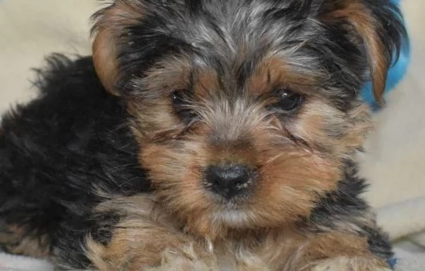Cucciolo di Aspen Yorkie
