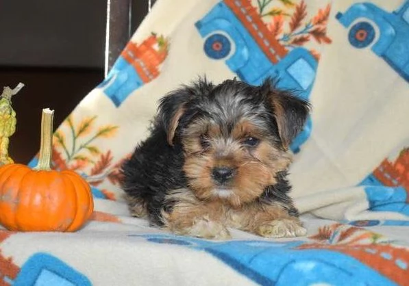 Cucciolo di Aspen Yorkie | Foto 0