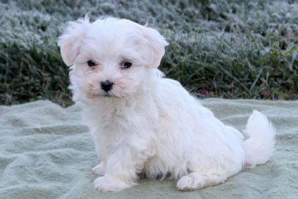 Emma Maltese Puppy