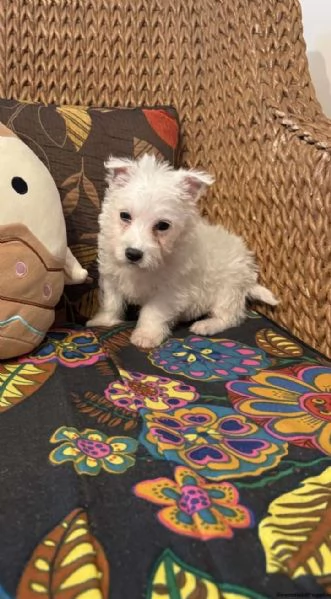 Cucciolo di West Highland Terrier | Foto 0