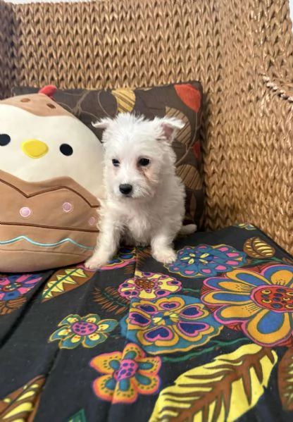 Cucciolo di West Highland Terrier