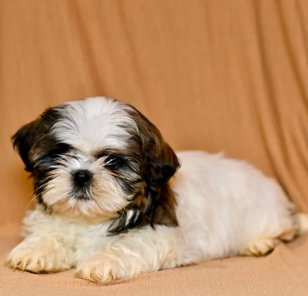 Cucciolo di Shih Tzu Ricky