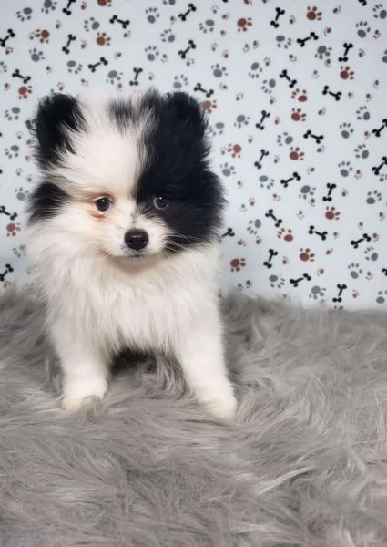 Lola Cucciolo di Pomerania