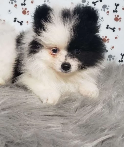 Lola Cucciolo di Pomerania | Foto 0