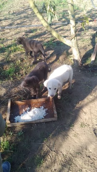 Regalo cuccioli cane taglia mediogrande 