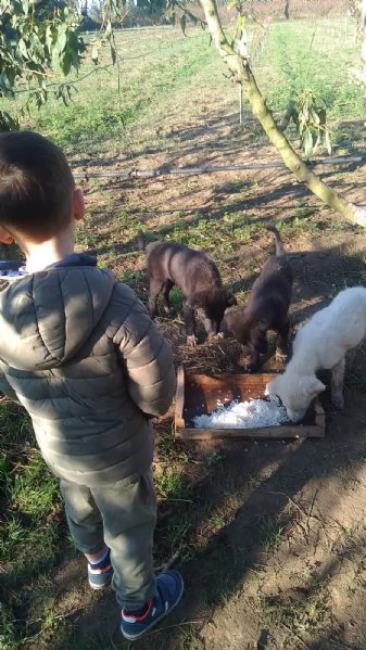 Regalo cuccioli cane taglia mediogrande  | Foto 1