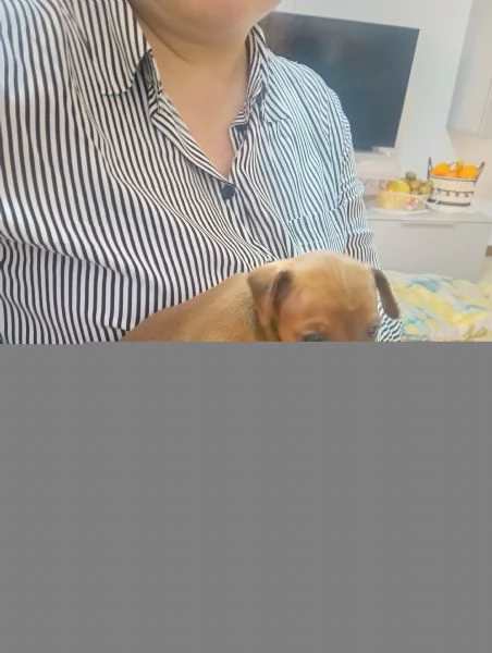 Vendo pinscher | Foto 3