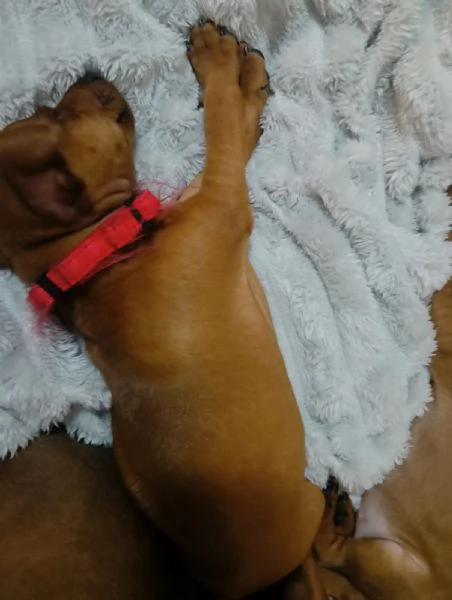 Cucciolo pinscher nano colore marrone capriole 