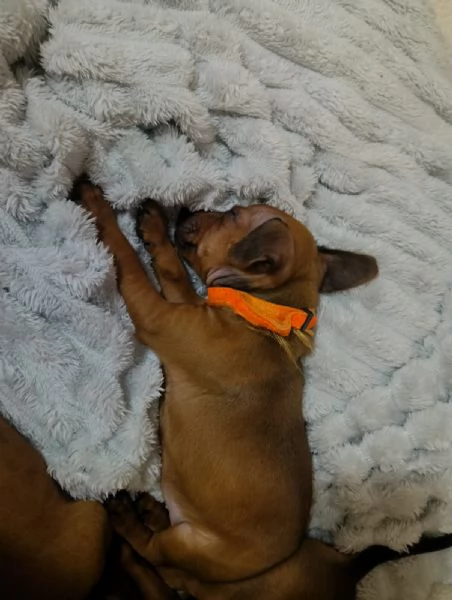Cucciolo pinscher nano colore marrone capriole  | Foto 0