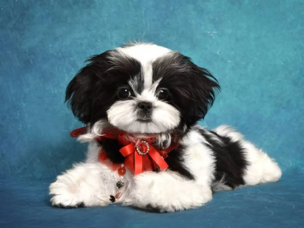 Cucciolo di Shih Tzu