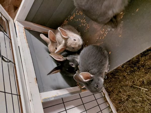 Coniglietti  | Foto 0