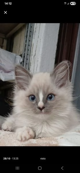 Ragdoll 3 mesi | Foto 6
