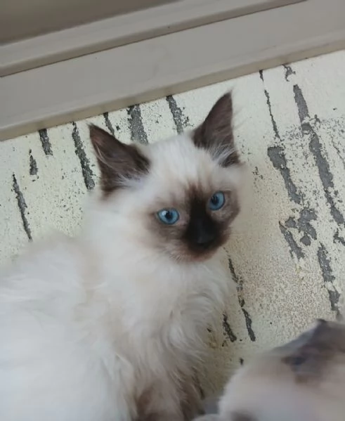Ragdoll 3 mesi | Foto 5