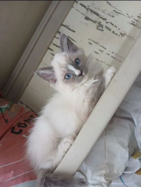 Ragdoll 3 mesi | Foto 4