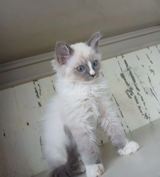 Ragdoll 3 mesi | Foto 0