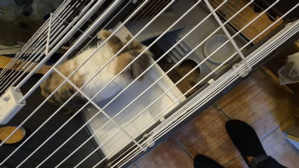 Coniglio Nano | Foto 1