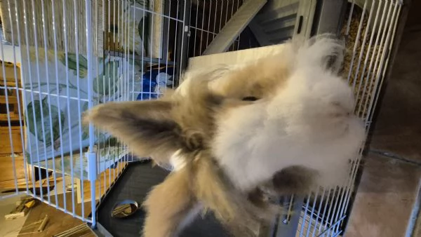 Coniglio Nano | Foto 0