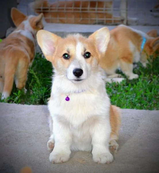 Cuccioli di Pembroke Welsh Corgi | Foto 5
